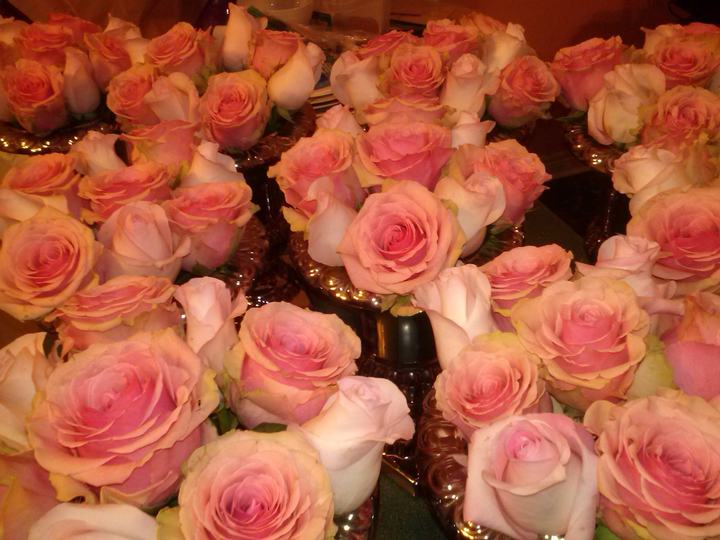 Pink roses up close